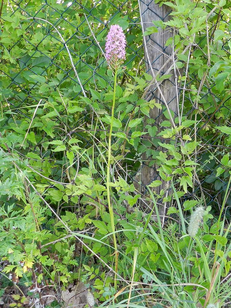 Anacamptis pyramidalis